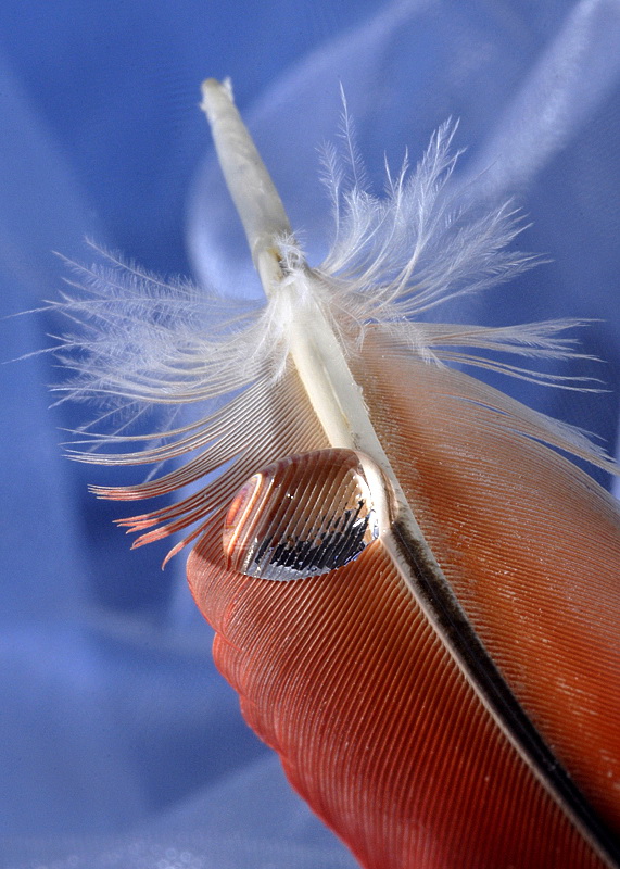 1Tropfen_DDD0070 Kopie.jpg - Mit Nikon Makroblitz R1C1 entstanden.